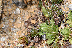Gefurchter Steinbrech (Saxifraga exarata) (F280811) Gefurchter Steinbrech (Saxifraga exarata) (F280811)