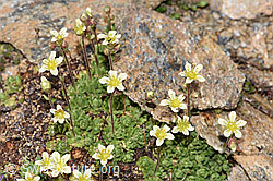 Gefurchter Steinbrech (Saxifraga exarata) (F280812) Gefurchter Steinbrech (Saxifraga exarata) (F280812)