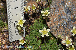 Gefurchter Steinbrech (Saxifraga exarata) (F280814) Gefurchter Steinbrech (Saxifraga exarata) (F280814)