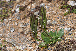 Bläuliche Gänsekresse (Arabis caerulea) (F280819)
