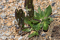 Bläuliche Gänsekresse (Arabis caerulea) (F280820)
