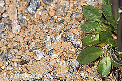 Bläuliche Gänsekresse (Arabis caerulea) (F280822)