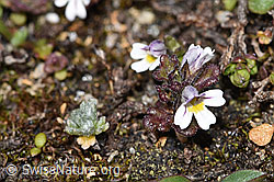 Euphrasia minima (F280829)