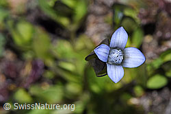 Gentiana tenella (F280834)