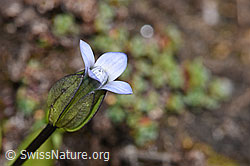 Gentiana tenella (F280835)