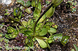 Gentiana tenella (F280837)