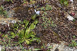 Gentiana tenella (F280838)