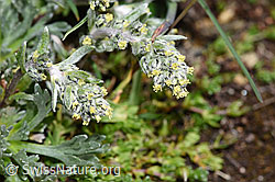 Ährige Edelraute (Artemisia genipi) (F280840) Ährige Edelraute (Artemisia genipi) (F280840)