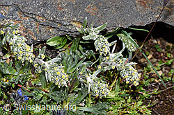 Ährige Edelraute (Artemisia genipi) (F280841) Ährige Edelraute (Artemisia genipi) (F280841)