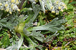 Ährige Edelraute (Artemisia genipi) (F280843) Ährige Edelraute (Artemisia genipi) (F280843)