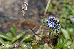 Alpen-Ehrenpreis (Veronica alpina) (F280845)