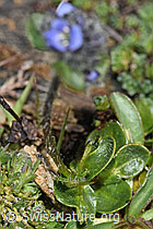 Alpen-Ehrenpreis (Veronica alpina) (F280846)