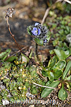Alpen-Ehrenpreis (Veronica alpina) (F280848)