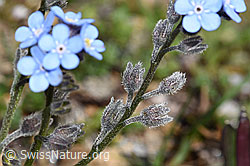 Alpen-Vergissmeinnicht (Myosotis alpestris) (F280854)
