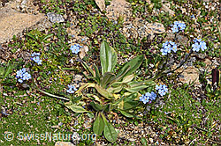 Alpen-Vergissmeinnicht (Myosotis alpestris) (F280860)