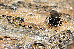 Neu in SwissNature.org: Gelbbeinige Sonnenspringspinne (Heliophanus flavipes)