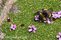 Heide-Erdhummel (Bombus cryptarum) auf Kalk-Polsternelke (Silene acaulis) (F280894)
