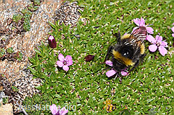 Heide-Erdhummel (Bombus cryptarum) auf Kalk-Polsternelke (Silene acaulis) (F280895)