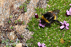 Heide-Erdhummel (Bombus cryptarum) auf Kalk-Polsternelke (Silene acaulis) (F280896)