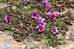 Gegenblättriger Steinbrech (Saxifraga oppositifolia) (F280906)