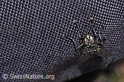 Foto: Peleteria prompta (Raupenfliege)