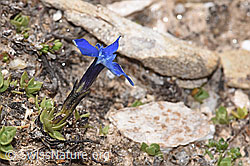 Schleichers Enzian (Gentiana schleicheri) (F280937) Schleichers Enzian (Gentiana schleicheri) (F280937)