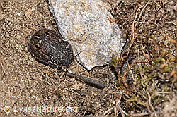 Odontoscelis fuliginosa (F280940)