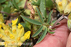 Alpen-Wundklee (Anthyllis vulneraria ssp. alpestris) (F280947) Alpen-Wundklee (Anthyllis vulneraria ssp. alpestris) (F280947)