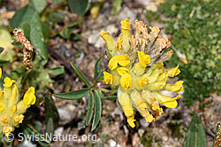Alpen-Wundklee (Anthyllis vulneraria ssp. alpestris) (F280949) Alpen-Wundklee (Anthyllis vulneraria ssp. alpestris) (F280949)