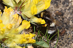 Heide-Erdhummel (Bombus cryptarum) an Alpen-Wundklee (Anthyllis vulneraria ssp. alpestris) (F280957) Heide-Erdhummel (Bombus cryptarum) an Alpen-Wundklee (Anthyllis vulneraria ssp. alpestris) (F280957)