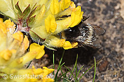 Heide-Erdhummel (Bombus cryptarum) an Alpen-Wundklee (Anthyllis vulneraria ssp. alpestris) (F280958) Heide-Erdhummel (Bombus cryptarum) an Alpen-Wundklee (Anthyllis vulneraria ssp. alpestris) (F280958)