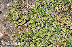 Alpen-Bruchkraut (Herniaria alpina) (F280962) Alpen-Bruchkraut (Herniaria alpina) (F280962)