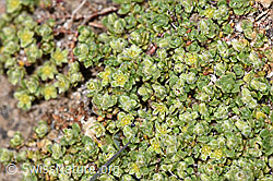 Alpen-Bruchkraut (Herniaria alpina) (F280963) Alpen-Bruchkraut (Herniaria alpina) (F280963)
