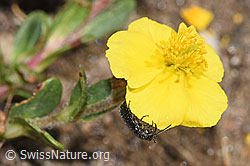 Dasytes obscurus on Helianthemum alpestre (F280978) Dasytes obscurus on Helianthemum alpestre (F280978)