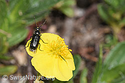 Dasytes obscurus on Helianthemum alpestre (F280980) Dasytes obscurus on Helianthemum alpestre (F280980)