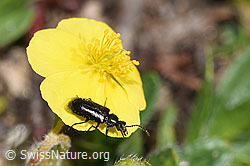 Dasytes obscurus (Wollhaarkäfer) auf Alpen-Sonnenröschen (Helianthemum alpestre) (08.2024, F280981)