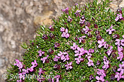 Silene acaulis (F280997)