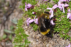 Bombus soroeensis on Silene acaulis (F281000)