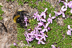 Distelhummel (Bombus soroeensis) an Kalk-Polsternelke (Silene acaulis) (08.2024, F281001)
