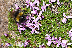 Bombus soroeensis on Silene acaulis (F281002)