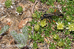 Schwarze Schlupfwespe (Pimpla rufipes)