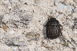 Odontoscelis fuliginosa (Schildwanze) (08.2024, F281027)