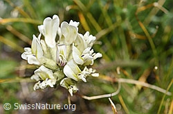 Alpen-Spitzkiel (Oxytropis campestris) (08.2024, F281028)