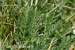 Oxytropis campestris (F281029)