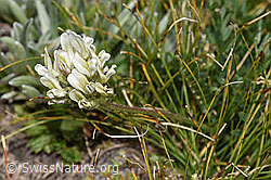 Oxytropis campestris (F281033)