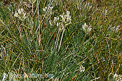 Alpen-Spitzkiel (Oxytropis campestris) (08.2024, F281035)