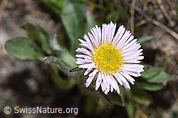 Einköpfiges Berufkraut (Erigeron uniflorus) (08.2024, F281036)