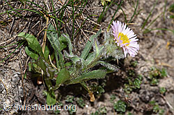 Einköpfiges Berufkraut (Erigeron uniflorus) (08.2024, F281041)
