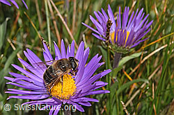 F281047: Mistbiene (Eristalis tenax) auf Alpen-Aster (Aster alpinus)