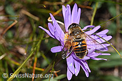 Aster